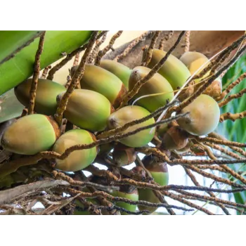 Organic Coconut Plant